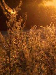 Lǐnfēng Lín yún yu y