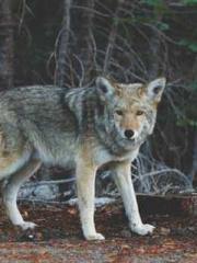 Ou Yansi Ye Chen Ou Yansi Ye Chen