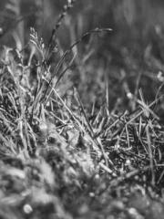 Cultivating My Empre