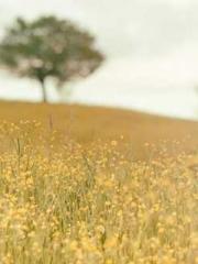 Transmigration: Feel Transmigration: Feel