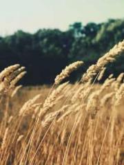 Becoming a solitary 