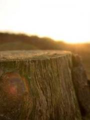 The Realm of the Dao