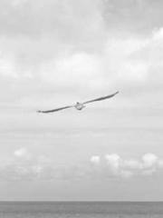 lt;lt;All in, my dec