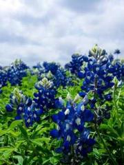 The Poisonous Doctor