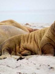 lt;Guide to Seducing